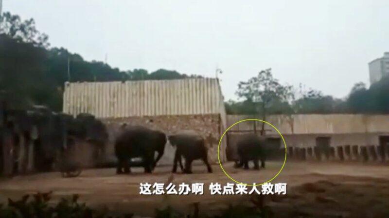 湖南动物园大象突发狂 踩死一名驯兽师(视频)
