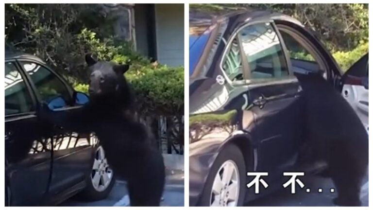 呆萌熊鑽進車里 差點把車開走 (視頻)
