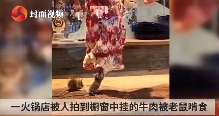 鼠疫正流行 大陸火鍋店牛肉被老鼠狂啃