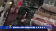 广东佛山屠宰场卖病死猪 每天数千斤