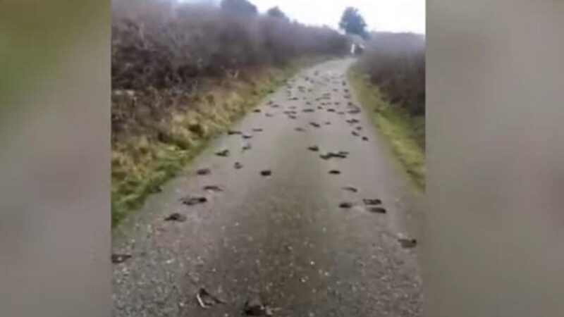 异象：英国数百椋鸟空中猝死堕地 内脏爆出（视频）
