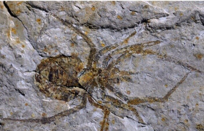 陸學者稱發現新種巨蛛化石 被揭用小龍蝦偽造