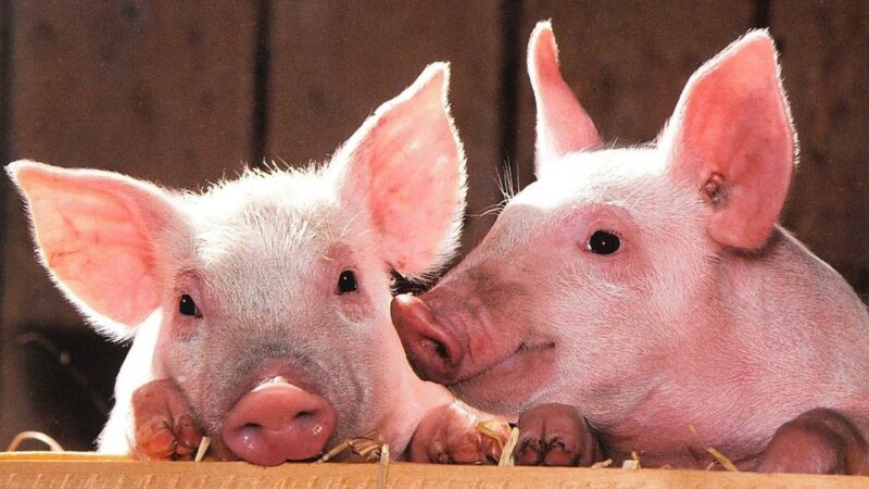 大陸生豬價格連跌22週 中共擬增加豬肉儲備