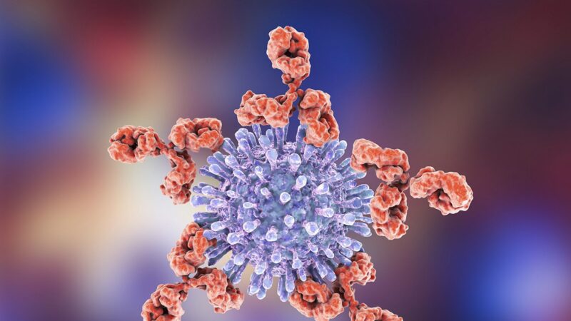 研究：人類免疫抗體布下六稜環型陣作戰