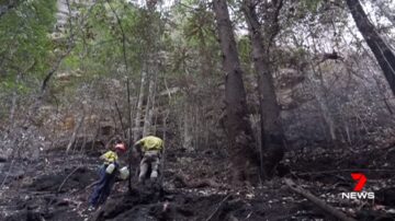 澳洲東岸雷暴緩解山火 侏羅紀時期松樹林幸保存