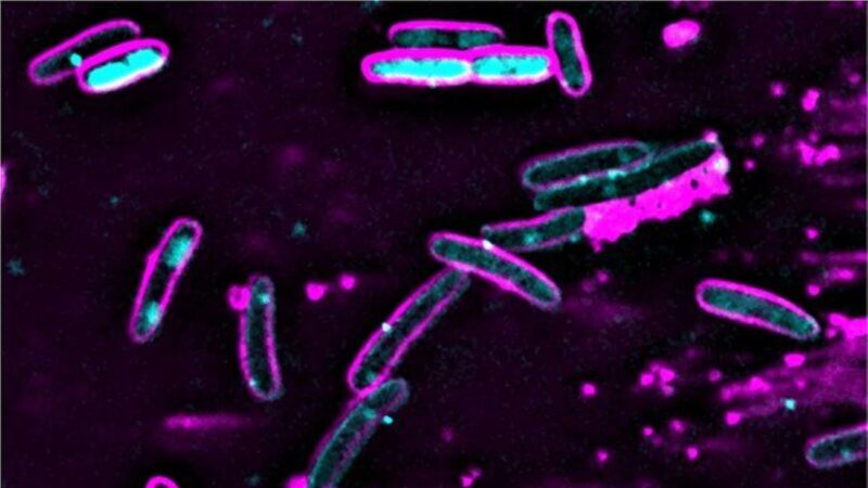 研究发现细菌以自杀机制抵抗噬菌体
