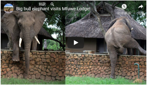 大象罕見爬牆欲偷摘芒果 鏡頭全都錄（視頻）
