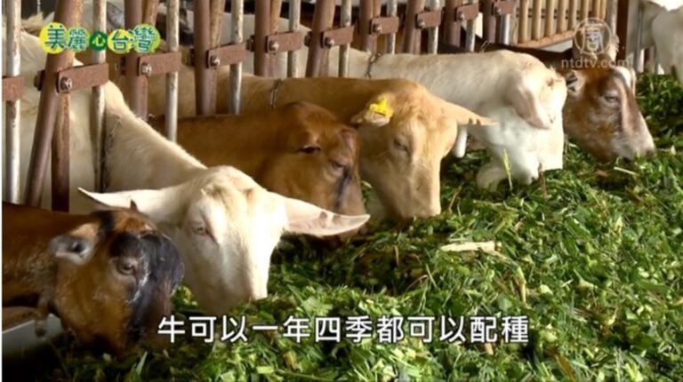 美麗心台灣：養羊專家王家壽 開啟台灣羊隻AI技術