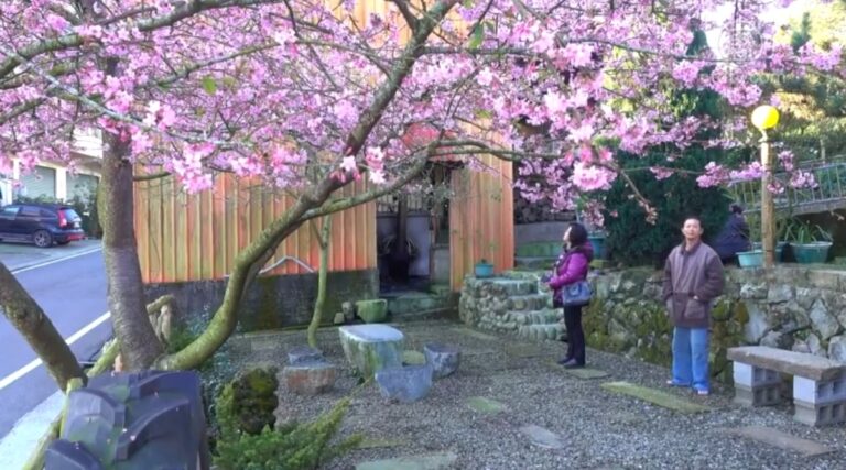 新年賞花 古坑梅花梅山櫻花美麗綻放