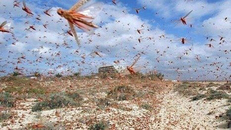 預警！4000億隻蝗蟲已到中國邊境 在劫難逃？