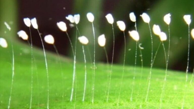 「三千年奇花」全球盛開 蘊藏無限天機(視頻)