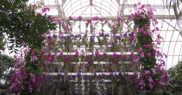 紐約植物園第18屆蘭花展 視覺藝術之旅