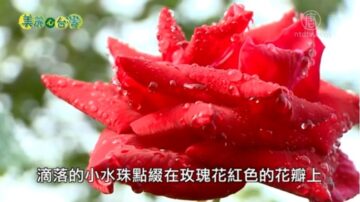 美丽心台湾：玫瑰绽放 花香弥漫 杨添得的用心与坚持