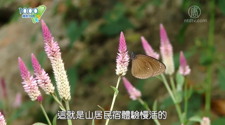 1000步的繽紛台灣: 反璞歸真的旗山生態民宿