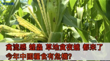 禽流感 蝗虫 草地贪夜蛾接踵而来 今年中国粮食有危机？【今日焦点】