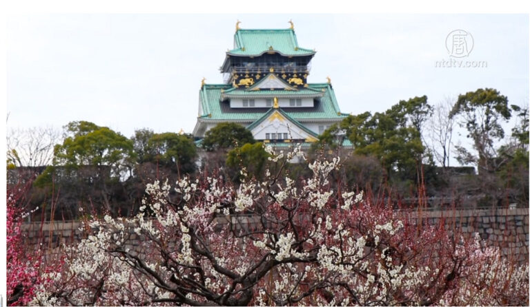 西日本第一賞梅名所 梅姿藏韻齊開