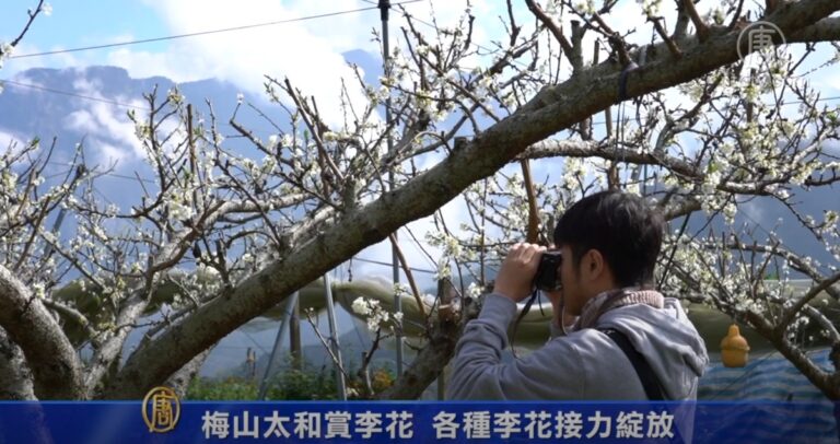 梅山太和賞李花 各種李花接力綻放