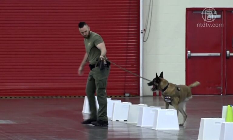警犬訓練測試  三腿警犬成明星