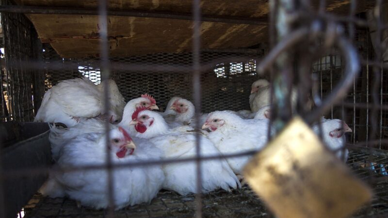 中國各類疫情不斷 廣東惠州曝出H5N6禽流感病例