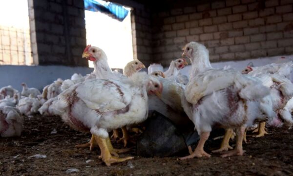 廣東省惠州市爆H5N6禽流感病例