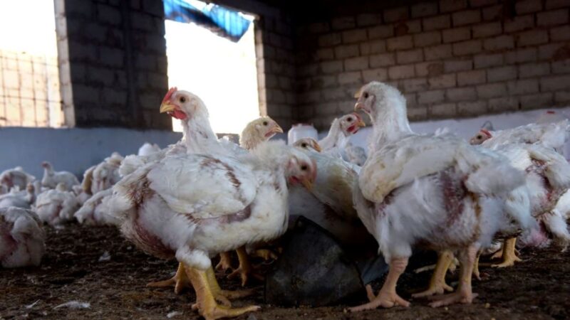 廣東省惠州市爆H5N6禽流感病例