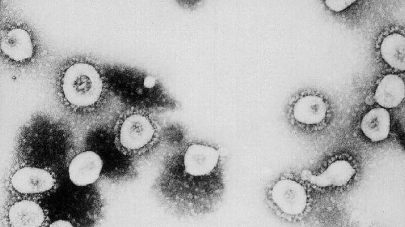 世衞專家：新冠病毒是首種符合「X病」標準的病毒