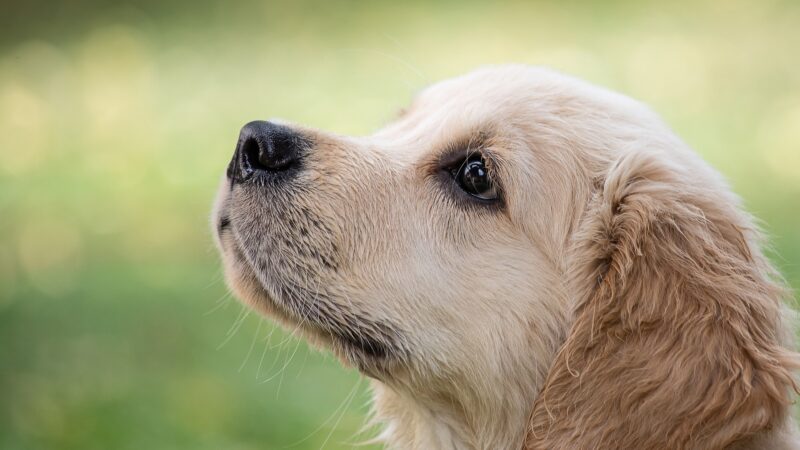 研究：小狗鼻子有紅外線感應器 可偵測溫度