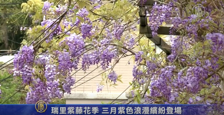 瑞里紫藤花季 三月紫色浪漫繽紛登場