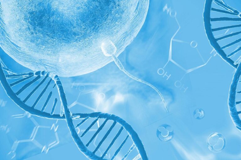 研究發現精子與卵子基因結合的關鍵細節