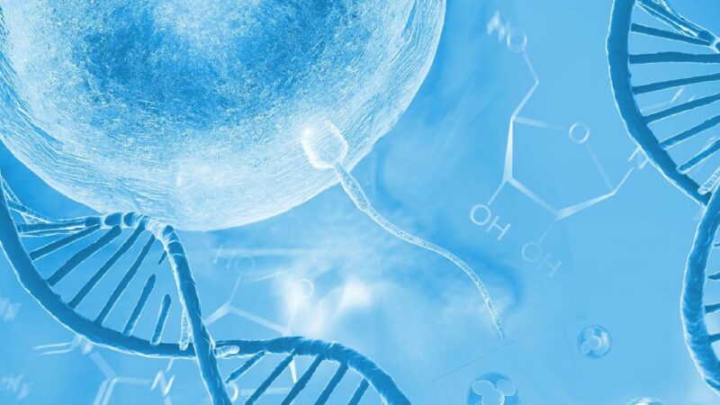 研究发现精子与卵子基因结合的关键细节