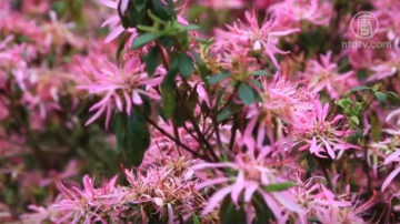 三月望春赏花趣 台大梅峰农场百花绽放