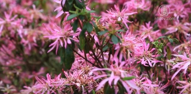 三月望春賞花趣 台大梅峰農場百花綻放