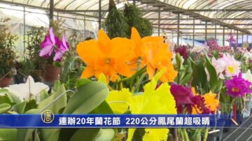 連辦20年蘭花節 220公分的鳳尾蘭超吸晴