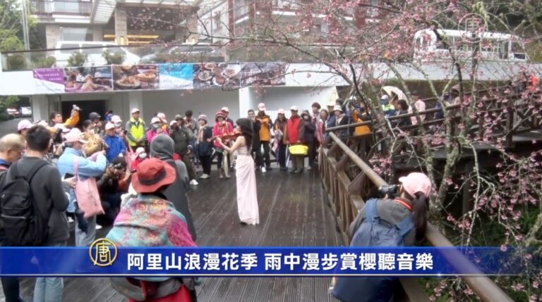 阿里山浪漫花季 雨中漫步賞櫻聽音樂