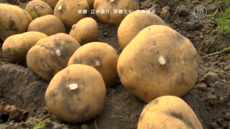 地底下的水梨「豆薯」 冬至到清明嘗鮮最佳