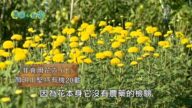 美麗心台灣：非食用花卉 顏明川堅持有機20載