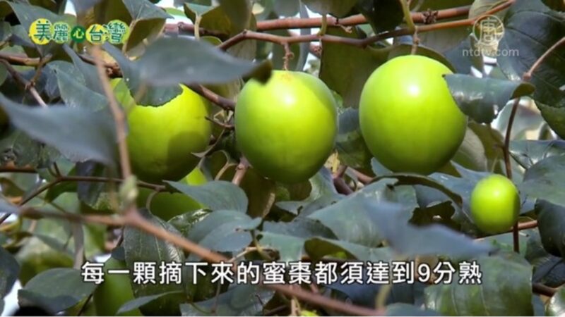 美丽心台湾：有机无毒的世界 杨安和有机蜜枣