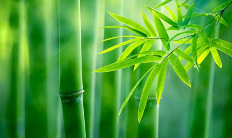 竹葉可驅蚊？老僧慈悲 一念結仙緣