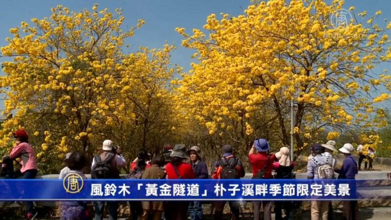 风铃木“黄金隧道”朴子溪畔季节限定美景