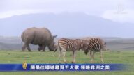 随最佳导游寻觅五大兽 领略非洲之美