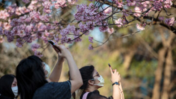 疫情下的花海 日本經歷特殊的櫻花季