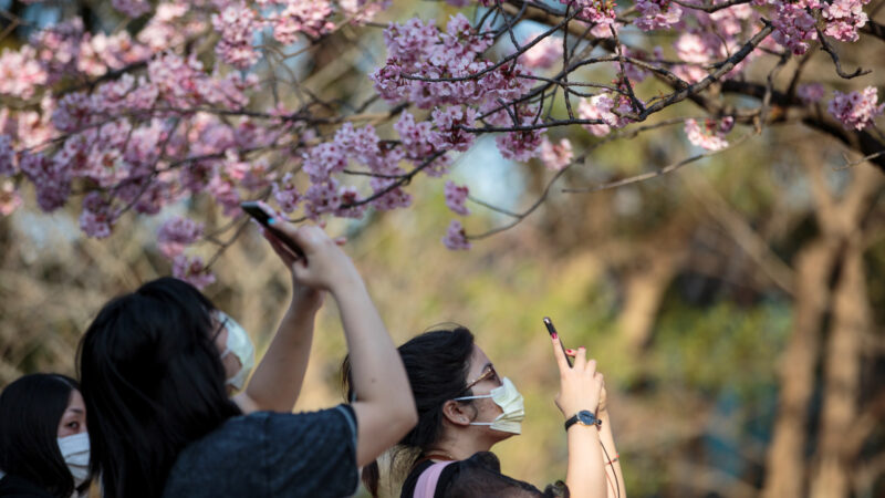 疫情下的花海 日本經歷特殊的櫻花季