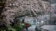 睽违51年 东京樱花满开后再见3月雪