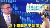 央視貓叫上熱搜 多檔新聞直播驚傳詭異叫聲