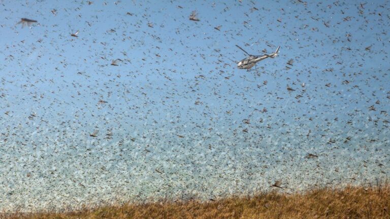 好懸！飛機空中撒藥 險被蝗軍「吃」掉