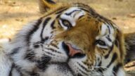 肺炎老虎死屍成野味  浙江動物園奇案告破