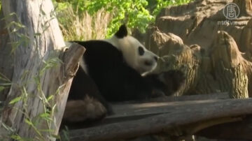 德國疫情緩解 百年動物園今日重開業