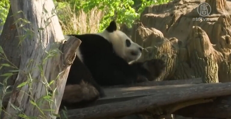 德國疫情緩解 百年動物園今日重開業