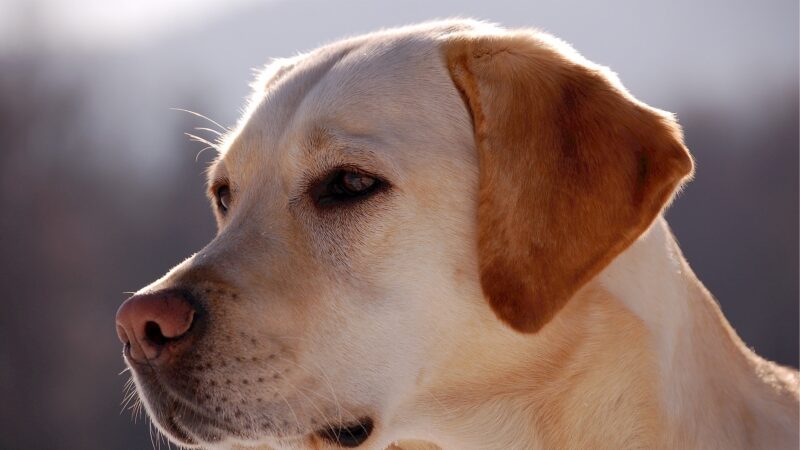 英国训练小狗筛检中共肺炎 每小时或筛250人