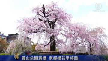 圓山公園賞櫻  京都櫻花季將盡